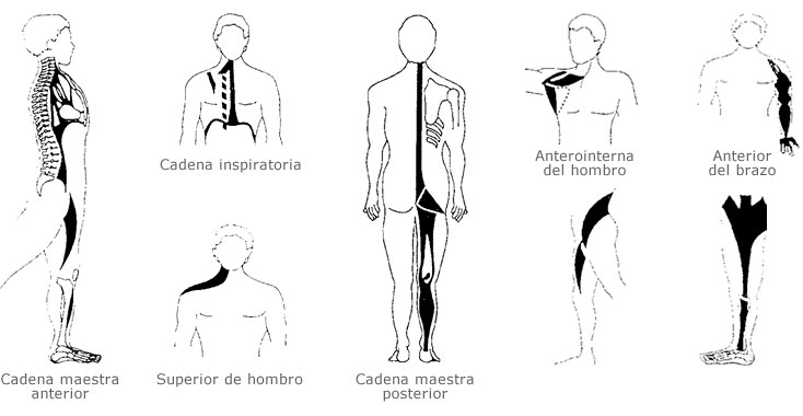 Cadeias Musculares e Articulares – Método GDS