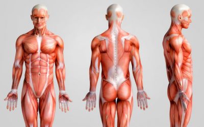 Fibras Musculares: como ativar cada tipo em uma aula de Pilates?