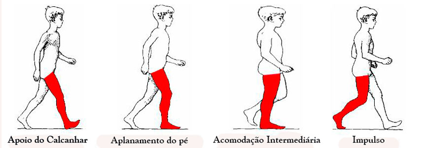 fases-da-marcha-2