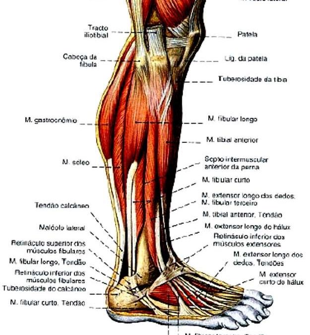 estrutura do pé (12)