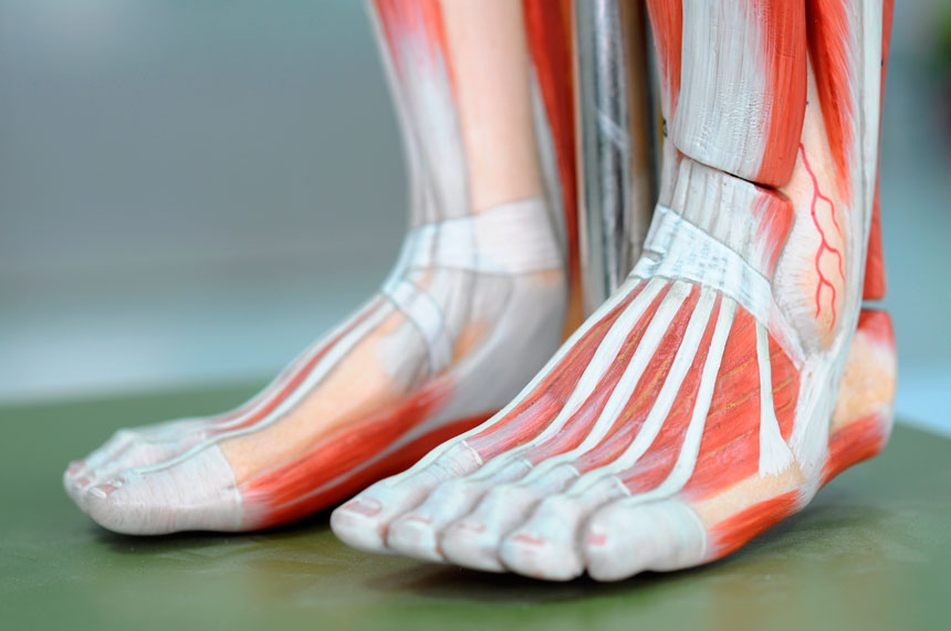 Estrutura do Pé: A influência dos calçados e o Pilates