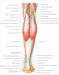 estrutura do pé (2)