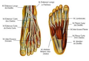 estrutura do pé (3)
