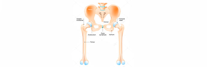 Coccidinia-4