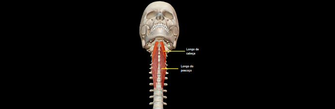 Dor-na-Cervical-2