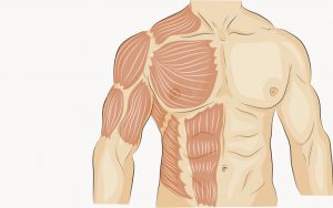 Músculos-Eretores-da-Coluna
