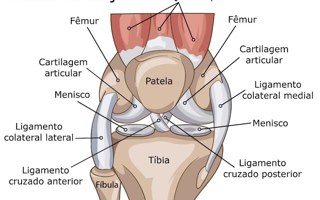 exercicios-de-pilates-para-condromalacia-patelar-anatomia1