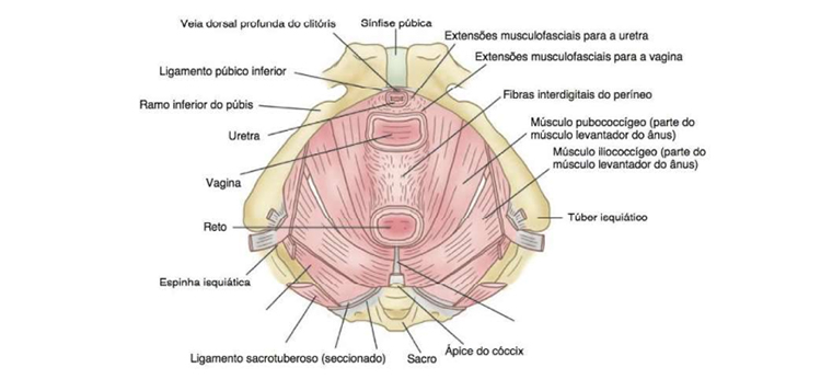 Por Que Devemos Exercitar O Assoalho Pelvico Durante A Gestacao