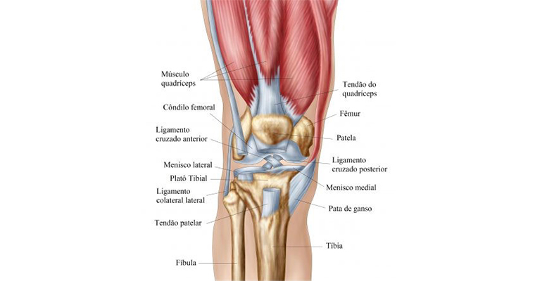 3 Formas de Fortalecer o Ligamento Colateral Medial (LCM)