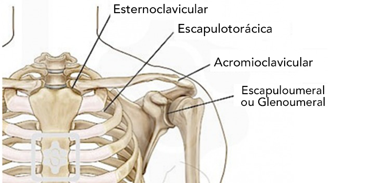 Complexo do ombro: tudo que você precisa saber - Blog Pilates