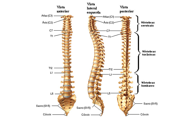 anatomia-coluna-vertebral