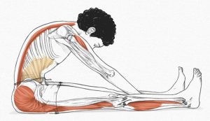 The Spine Stretch - exercícios originais de Pilates