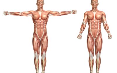 Fibra Muscular: qual tipo é mais ativada no Método Pilates?