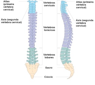 dor-na-coluna-vertebral1