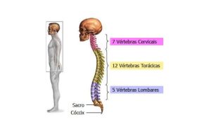 coluna-vertebral-dores-nas-costas